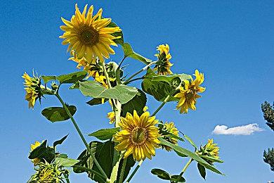 《拳皇15》公开DLC角色矢吹真吾预告 1月17日配信